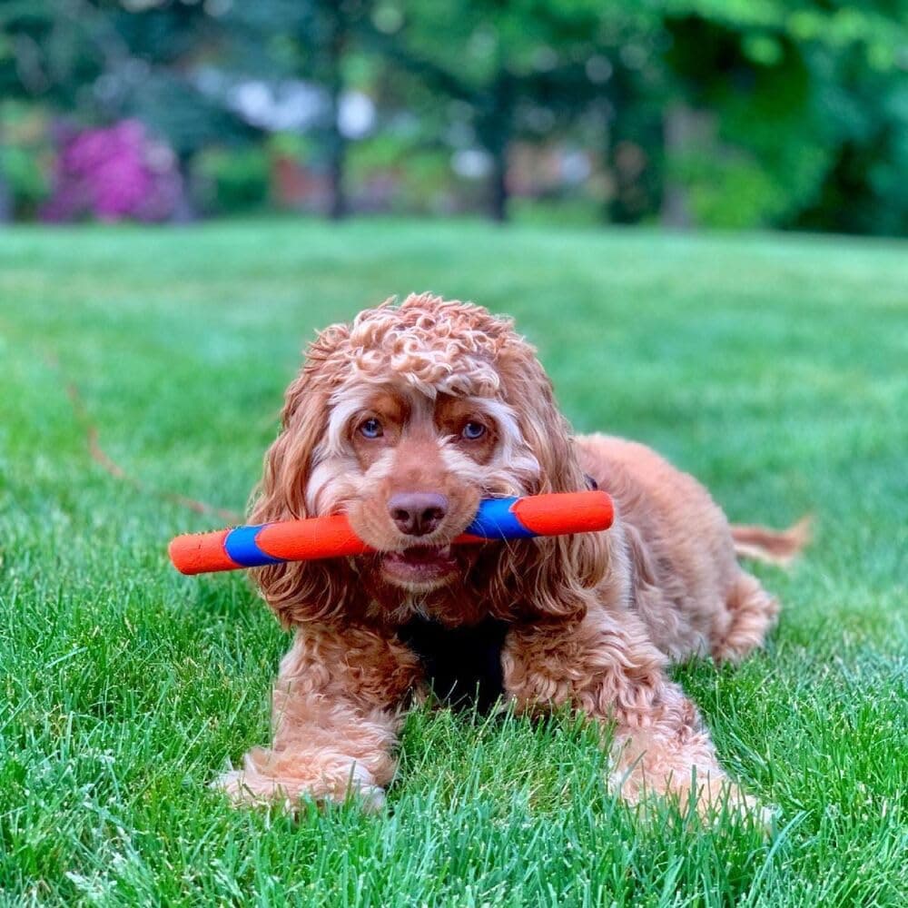 Chuckit! Ultra Fetch Stick Interactive Dog Toy, 12in, All Breeds product image 2