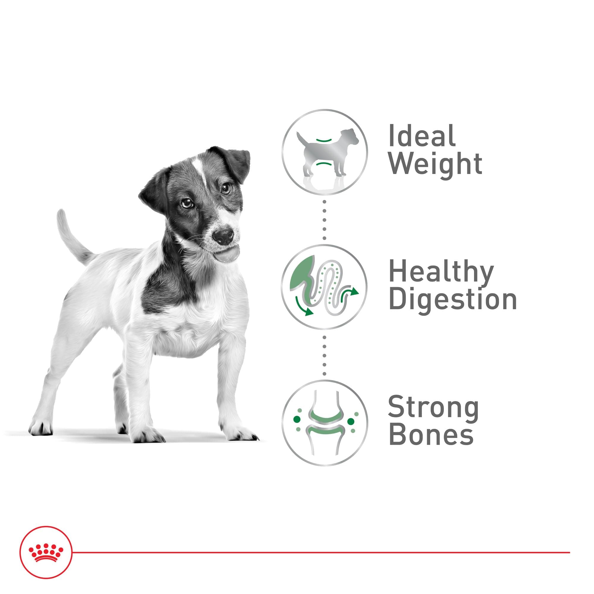 Royal Canin Size Health Nutrition Small Breed Dog Food Dry, Supports Healthy Weight, Digestive Health and Healthy Skin and Coat, 14 lb Bag product image 4