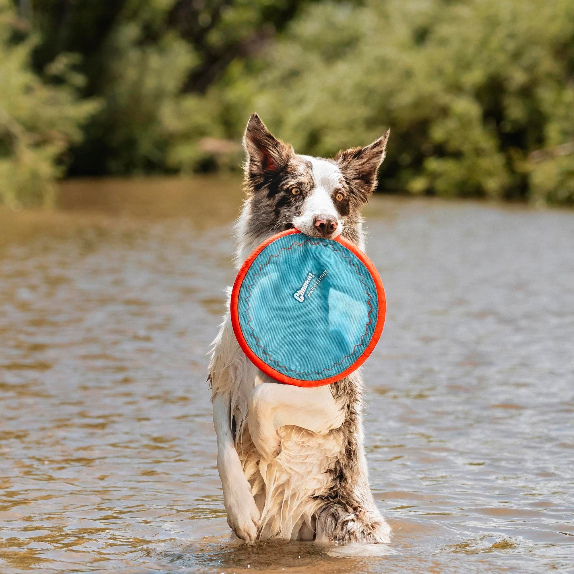 Chuckit! Paraflight Flying Disc Dog Toy, Floats, Size Large, 1 Pack product image 2