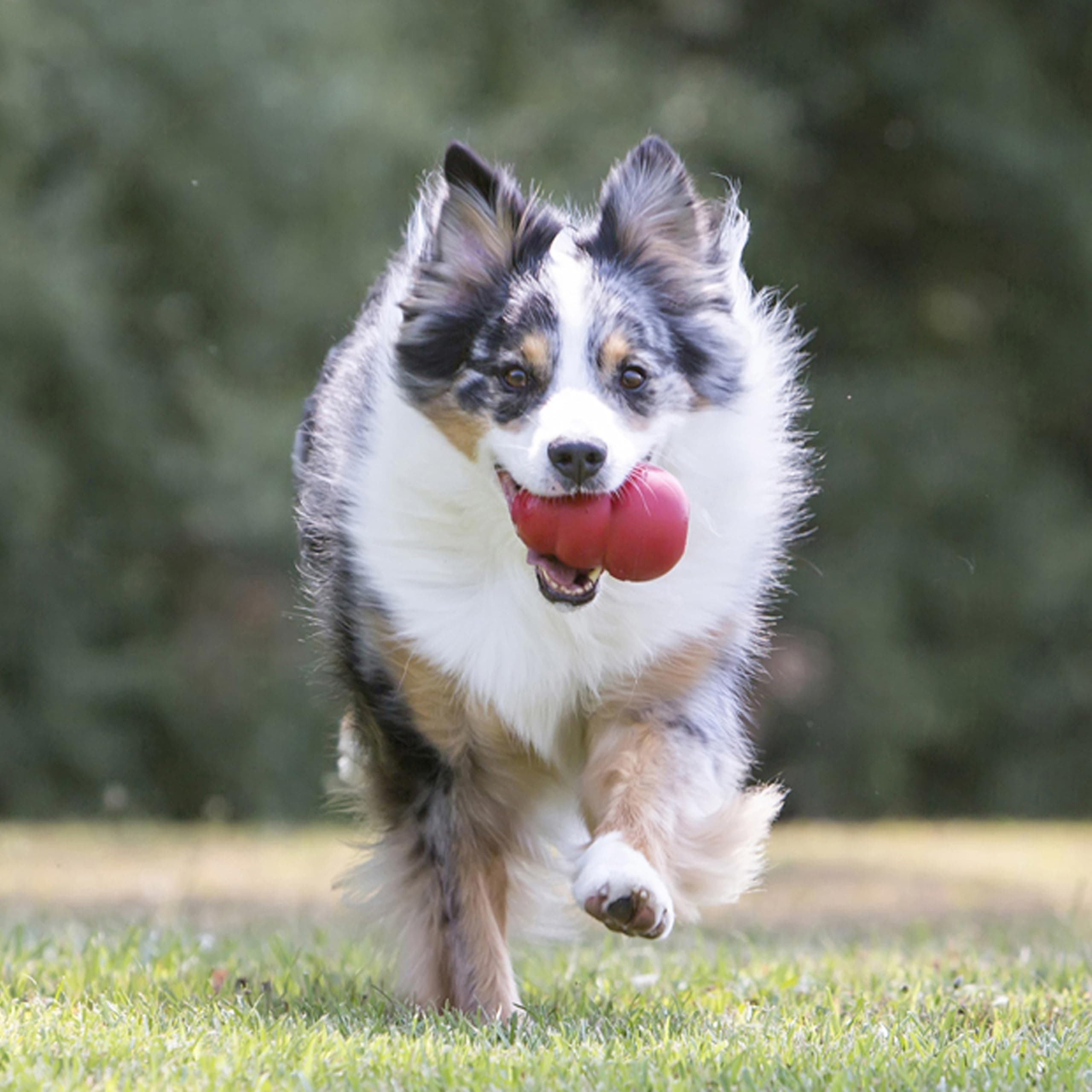 KONG Classic Stuffable Dog Toy, Natural Rubber Chew, for Large Dogs product image 3